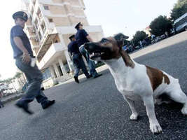 Pocho-cane